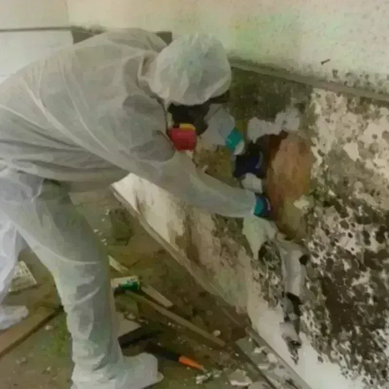 Mold Remediation and Removal in Lovington, IL